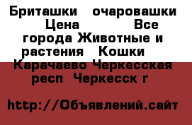 Бриташки - очаровашки.  › Цена ­ 3 000 - Все города Животные и растения » Кошки   . Карачаево-Черкесская респ.,Черкесск г.